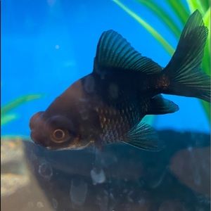 Meet your Posher, Rocco